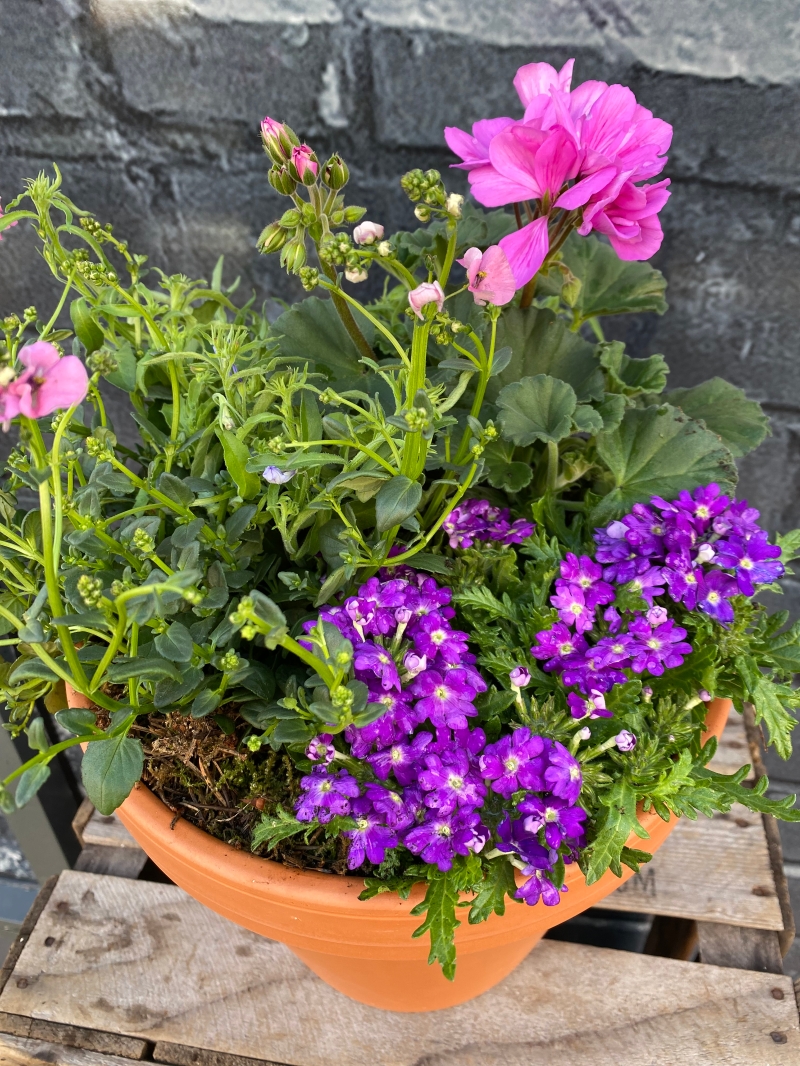 Outdoor Planter delivered same day in Eastbourne
