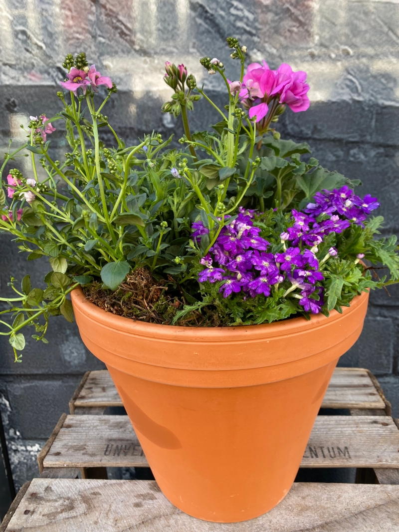 Outdoor Planter delivered same day in Eastbourne