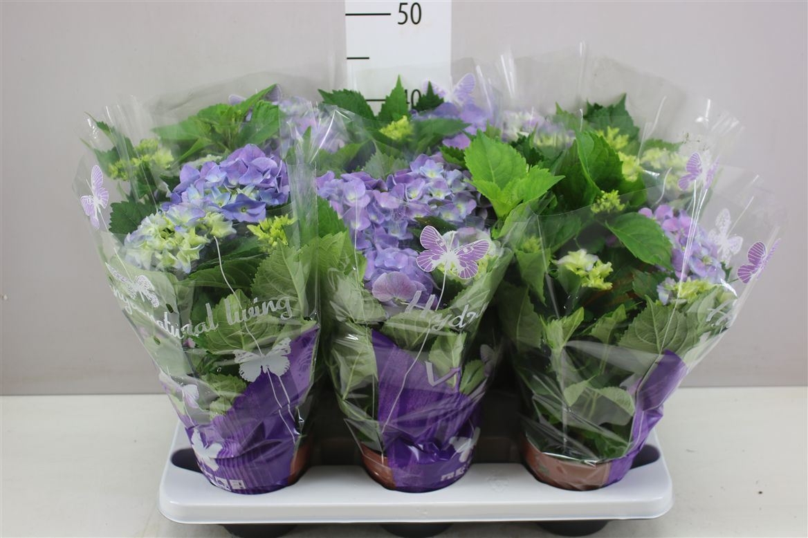 Hydrangea