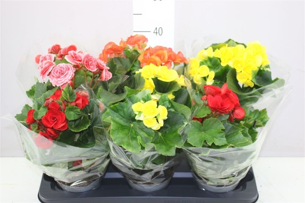 Begonia