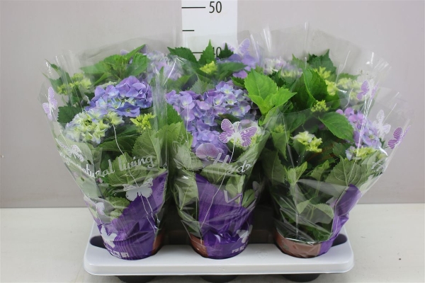 Hydrangea
