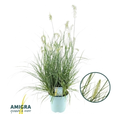 Pennisetum