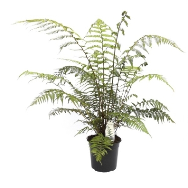 Tree Fern (Dicksonia)
