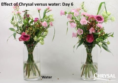 Why Flower Food Really Matters (and Not Just at Home)