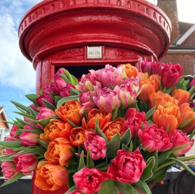 The Pin in Tulips: Tradition, Experience… and What’s Really Going On