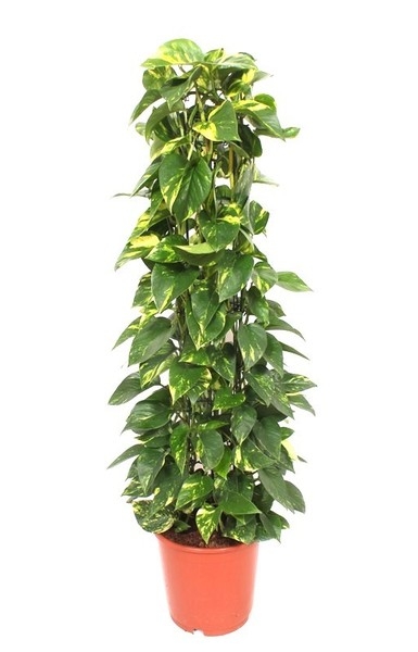 Epipremnum (Pothos or Devil's Ivy)