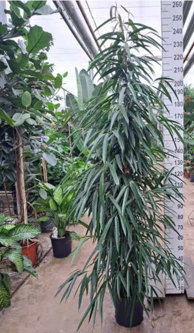 Ficus Binn Ali