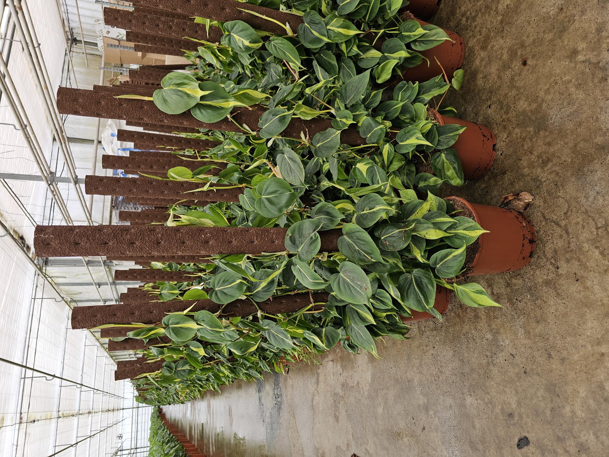 Plants for all businesses